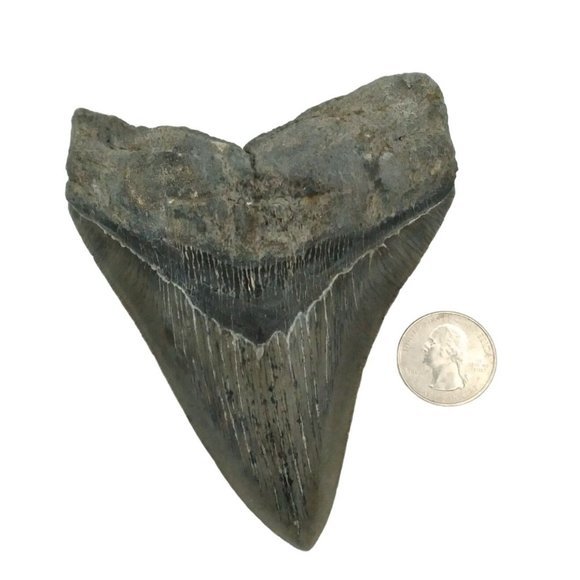Prehistoric Otodus Megalodon Fossilized Shark Tooth Massive Top Quality Specimen - Picture 7 of 9